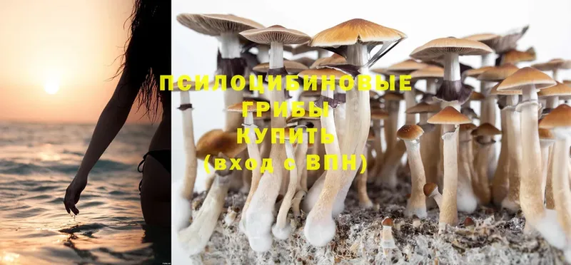 мега ссылка  Северск  Галлюциногенные грибы Cubensis  где можно купить  